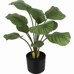 Künstliche Calathea Jamila 58 cm jetzt für 5499   8  Rabatt