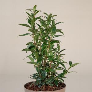 Enjoy a 20 Discount on Sarcococca hookeriana Winter Gem  95L Pot
