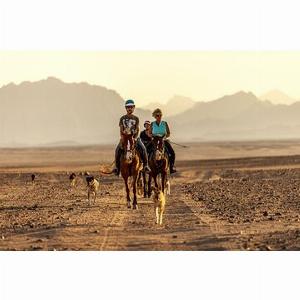 Save 8498 Passeggiata a cavallo di 2 ore nel deserto Sharm El Sheikh