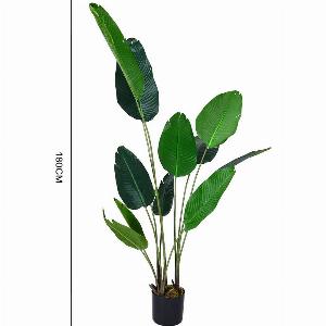 Banana Leaf Tree in Pot  Now 6099 Was 9399 Save 35