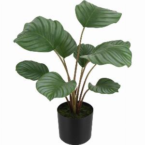 Calathea Silvina Kunstpflanze 45 cm  Jetzt nur 4599  10  Rabatt