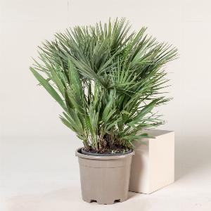 Enjoy 35 Off Chamaerops humilis  12L Pot Extra Bushy 8090cm Tall