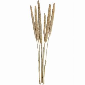 55 Rabatt auf TrockenblumenBundle Nami 55 cm in Naturfarbe