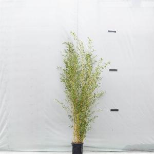 Get 35 Off Phyllostachys aureosulcata Spectabilis  18L Pot 200250cm