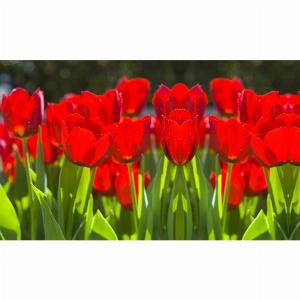 Enjoy 11 Discount on 16 Tulip Red Impression Bulbs