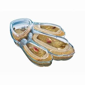 Réduction de 13 sur le kit Clementoni Science découvrez les Triops