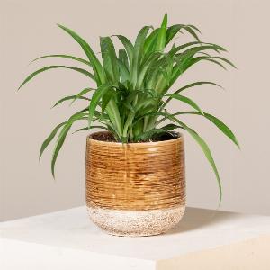 Chlorophytum Lemon  12cm pot 2830cm tall