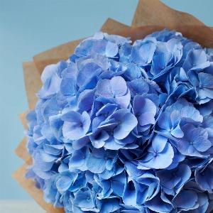 Five Blue Hydrangeas Now 6690 Previously 6890 Save 3