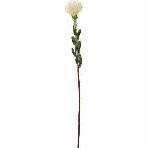 Cream Pincushion Protea Spray now 899 reduced from 1299 31 off