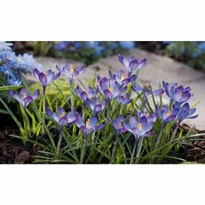 100 Bulbi Di Crocus Ruby Giant