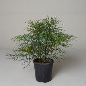 Enjoy 17 Discount Mahonia Soft Caress in 995L Pot 4050cm tall