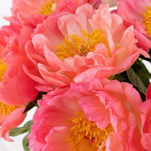 10 Pfingstrosen in zartem Lachsrosa für den perfekten Garten