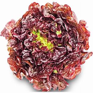 Salat Eichblatt