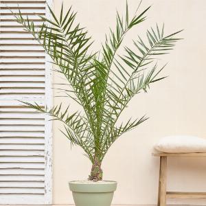 Réduction de 21 sur Phoenix canariensis Plantes vertes en livraison