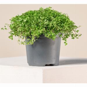 Soleirolia soleirolii  911cm Pot Now 521 25 Discount