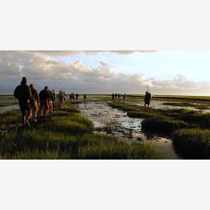Tour durch das Wattenmeer  Natur von WadlopenPieterburen
