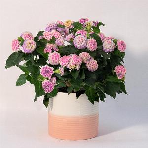 Pinkes Wandelröschen im Keramiktopf