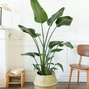 Profitez de 15 de réduction sur la Strelitzia nicolai Livraison incluse