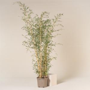 Enjoy 35 Discount on 18L Phyllostachys aureosulcata Aureocaulis