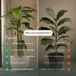 Künstlicher Ficus  Katja  180 cm