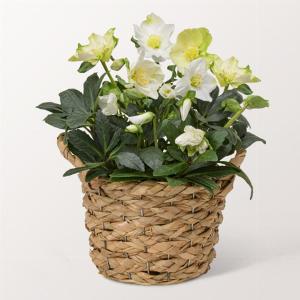 14 Rabatt auf das Schneeglück Arrangement sichern