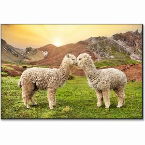 Get an 11 discount on Alpaca Love products for a limited time