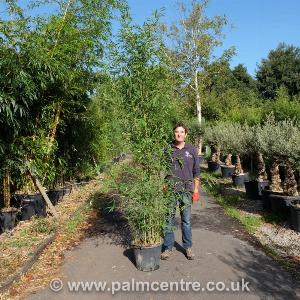 Enjoy 35 Discount on Phyllostachys aurea  30L Pot 250300cm Height