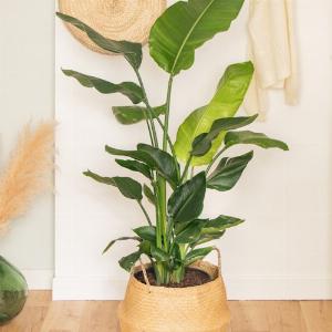 Strelitzia nicolai Oiseau du Paradis blanc  Plantes vertes à livrer