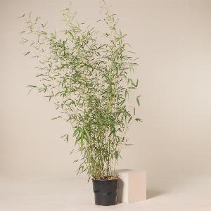 Get 35 Off Phyllostachys aurea in 18L Pot Height 200250cm