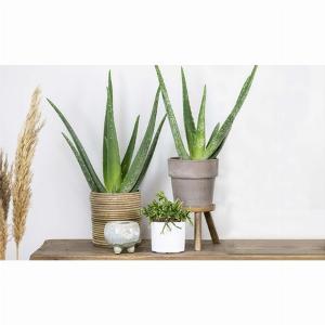 2erSet Aloe Vera Pflanzen Barbadensis