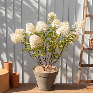 Hydrangea paniculata Silver Dollar  Livraison plantes  Plantes vertes Bergamotte