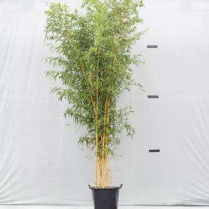 Enjoy 35 Discount on Phyllostachys aureosulcata Aureocaulis  70L Pot