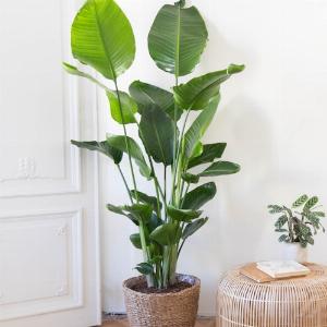 Profitez de 15 de réduction sur le Strelitzia nicolai Livraison inclus
