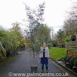 Get 35 Discount on Phyllostachys nigra  30L Pot 290310cm Height