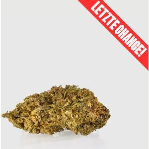 22 Rabatt auf Guerillas Gusto Jetzt Angebote sichern