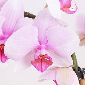 Rosa Orchideenbogen mit gratis Topf  ca 45 cm hoch 12 cm ø  Phalaenopsis