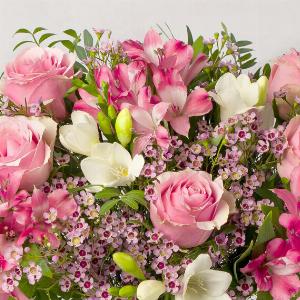 Blush Roses and Fragrant Freesias