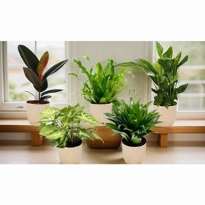 Risparmia il 12 su Selezione di Piante per Ambienti Interni