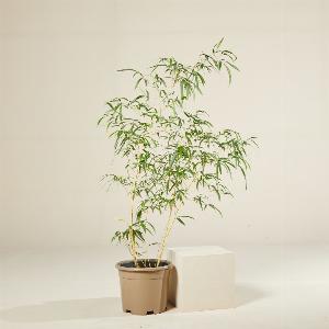 Enjoy 35 Discount on 15L Phyllostachys vivax Aureocaulis  125150cm