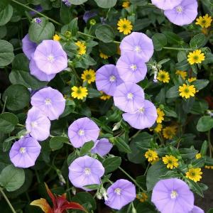 Convolvulus Mauritanicus  9cm Pot UK Grown Now 446 Save 25