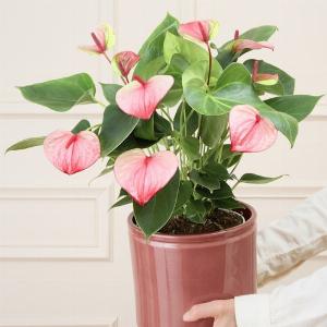 Anthurium Mystique  Livraison de plantes vertes Bergamote