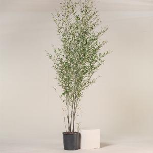 Get 35 Discount on Phyllostachys nigra  1820L Pot 175200cm Height
