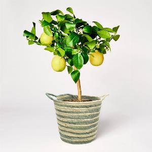 Zierliche Zitronenbäume für den Garten und die Wohnung
