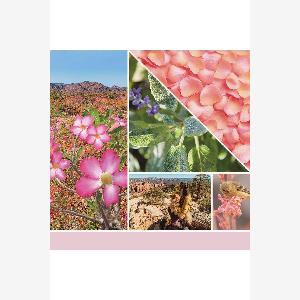 Debenhams Unisex Wax melt single desert blooms