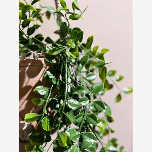 22 Rabatt auf den KunstHängeKletterficus Kjell  60 cm hoch