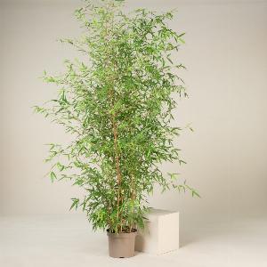 Get 35 Discount on Phyllostachys aureosulcata Aureocaulis  1012L Pot