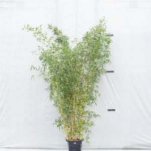 Enjoy 35 Discount on Phyllostachys aureosulcata Spectabilis  30L Pot