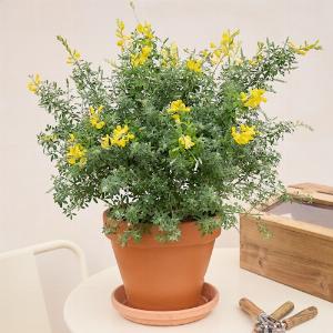Cytise  Livraison de plantes vertes et aromatiques Bergamotte