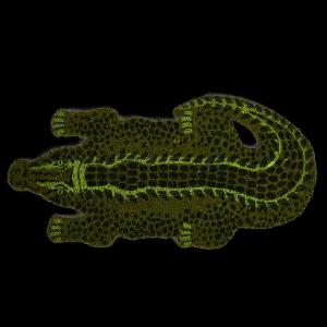 Paillasson crocodile en coco vert  778 x 375 cm 1739  maintenant