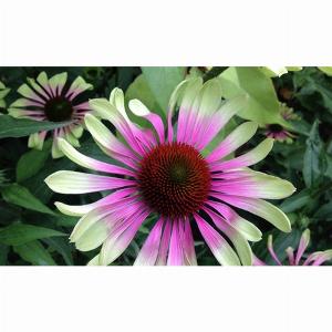 Enjoy 16 Discount on Echinacea Green Twister Plant Limited Offer